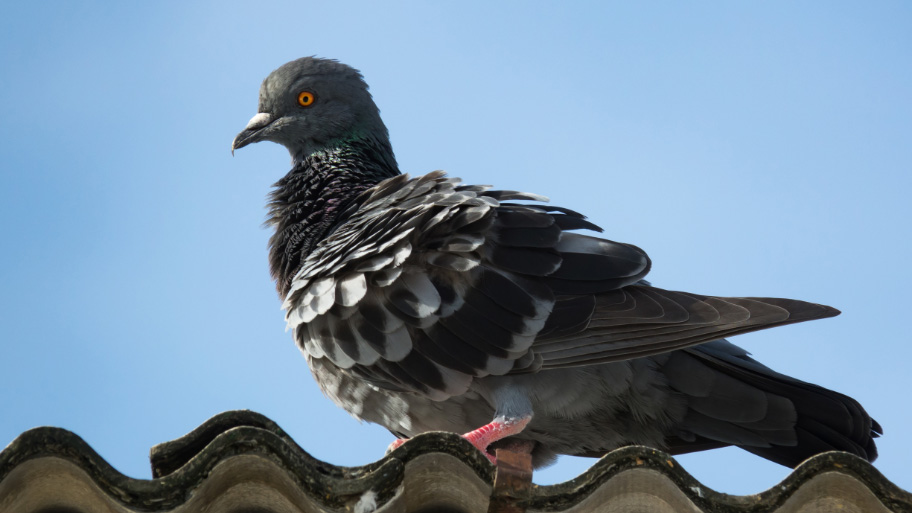 Bird Removal in Clive, IA