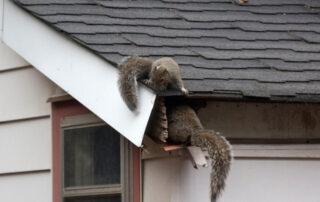 squirrel entering an attic - Squirrel Damage in Attics