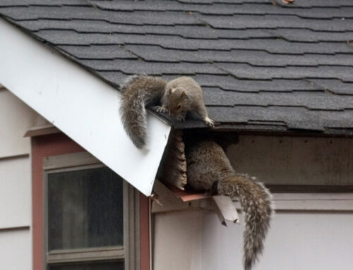 Signs of Squirrel Damage in Attics: Des Moines Homeowner’s Guide to Winter Wildlife