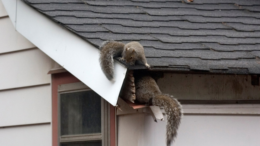 squirrel entering an attic - Squirrel Damage in Attics