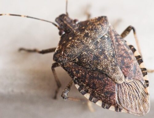 How to Get Rid of Stink Bugs in Des Moines Homes During Winter