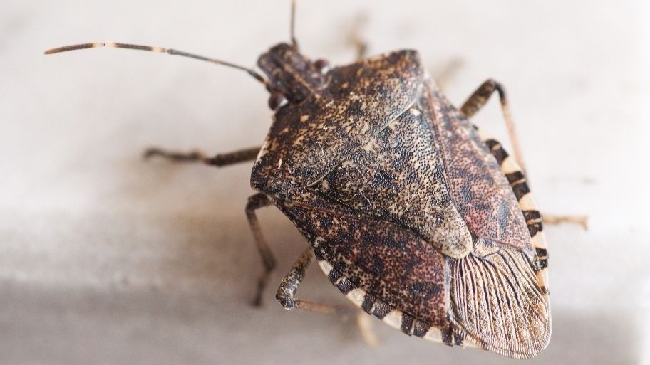 Brown Marmorated Stink Bug - How to Get Rid of Stink Bugs