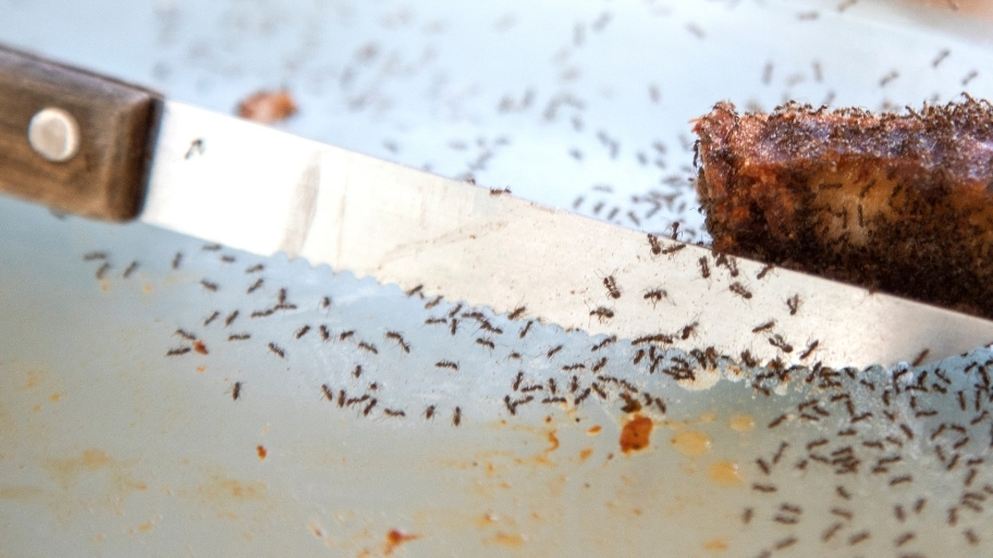 Ants swarming food on a kitchen counter. How to get rid of ants in the kitchen with Bobcat Wildlife & Pest Management in Des Moines, IA